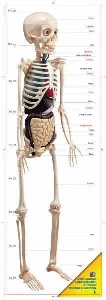 ESQUELETO HUMANO DE 1.2m desmontable (esqueleto +organos)